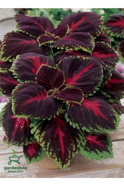 Köy Tohumları 200 Adet Tohum Nadir Organik Yaprağı Güzel Kalyos Çiçeği Tohumu...