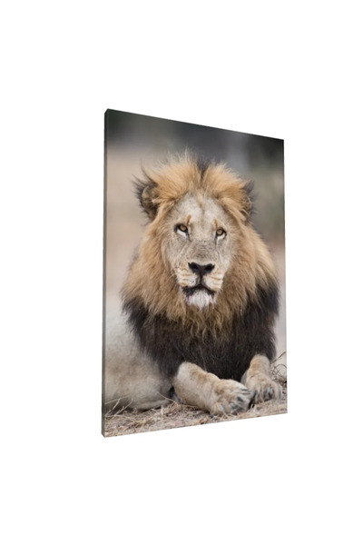 PozaTablou Pictură pe pânză: Portret de leu în savana africană 70x100 cm