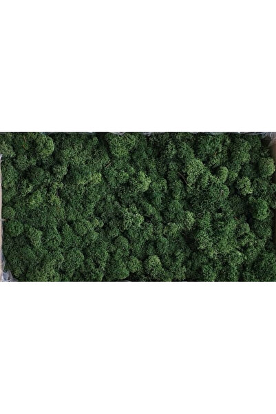 FantezieCuLicheni Licheni naturali stabilizați, 250gr, dark green