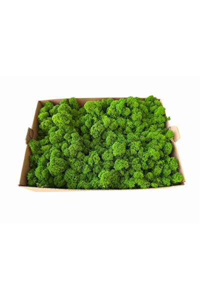 FantezieCuLicheni Licheni naturali stabilizați, 250gr, Grass Green