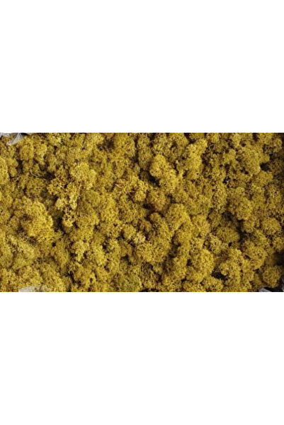 FantezieCuLicheni Licheni naturali stabilizați, 250gr, lime green