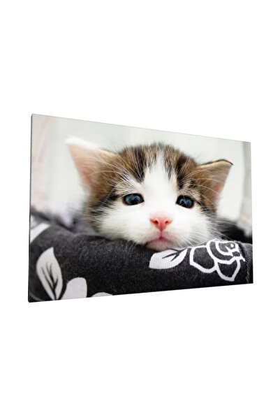 PozaTablou Pictură pe pânză: Portret de pisică cu ochi albaștri 70x50 cm