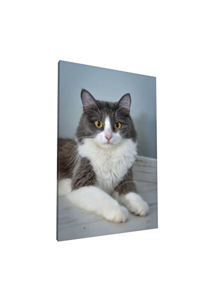 PozaTablou Pictură pe pânză: Portret de pisică gri și albă, 50x70 cm