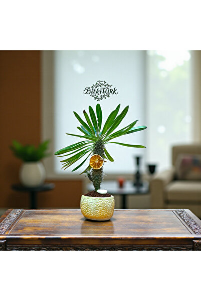 BitkiTÜRK Beton Saksıda İthal Madagaskar Palmiyesi 30/40cm salon bitkisi