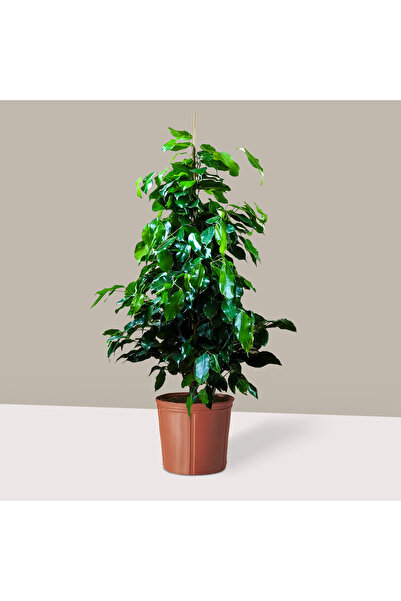 Green Benjamin Ağacı XL Ficus Benjamin Danielle