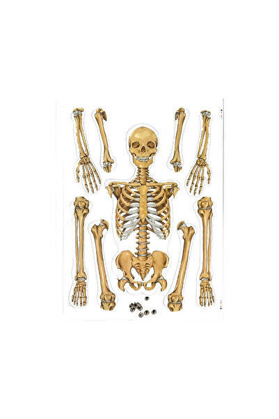 layfhex Karton Oynar Eklemli Maket İskelet Sistemi Proje Deney Ödev Seti