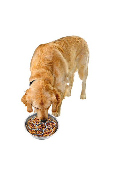 Choice Gray Blue Slow Feeder Dog Bowl Insert Choking Prevention Slow Feeding ...
