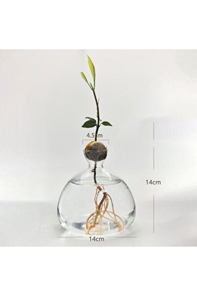 Choice3 مزهرية لإنبات بذور الأفوكادو، مزهرية أفوكادو لزراعة بذور الأفوكادو، ط...