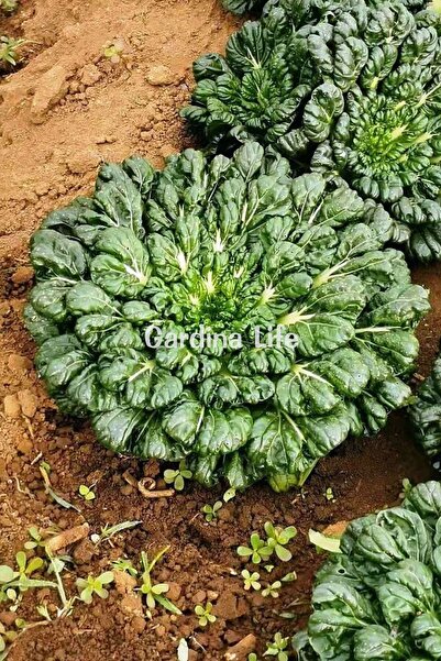 Gardina Yeşil Tatsoi Fidesi 20 Adet