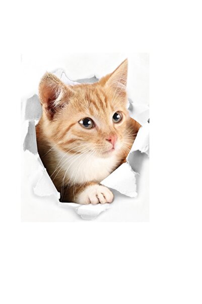 Yash Fototapet 3D pisica Ginger, dimensiune 39x32 cm, 1 bucata