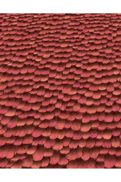erismann Vinyl wallcovering red Feather 3D