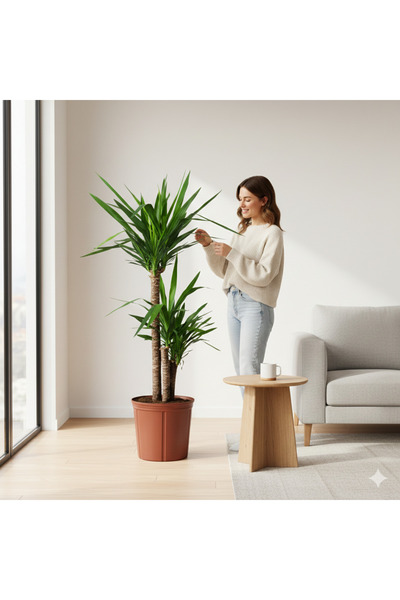 Green 2 Gövdeli Yuka Çiçeği İthal | Yucca Salon ve Ofis İç Mekan Bitkisi 90-1...