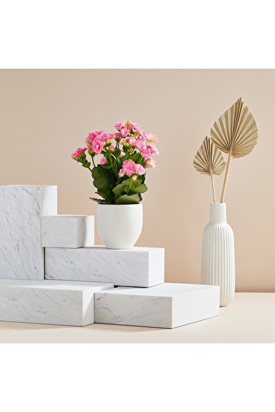 Green Kalonşo Kalanchoe Masa Boy Ev ve Ofis