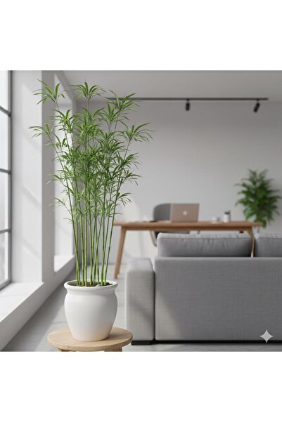 İREMİRA PAZAR Bambu Fidanı (150-200 cm)