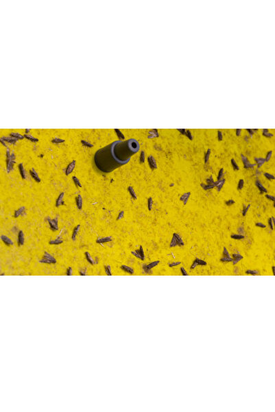 ARTI İLAÇLAMA 5adet Güve Feromon ve 10adet 60x30cm Yakalama Yapışkan Bant Tuzağı Çekici