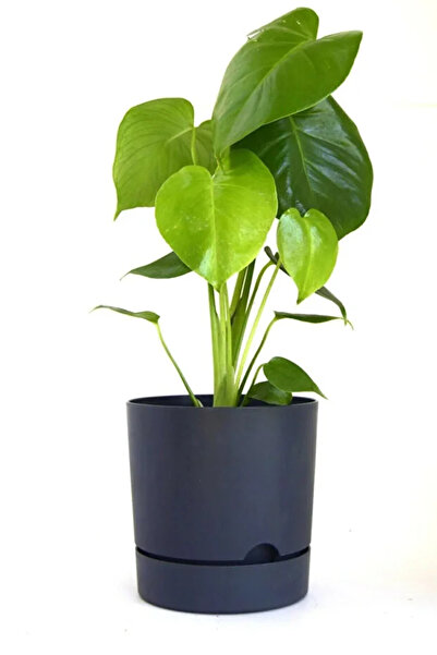 POLİVAHOME 9 Litre Gri Begonya Saksı Tabaklı Dekoratif Mat Plastik Saksı