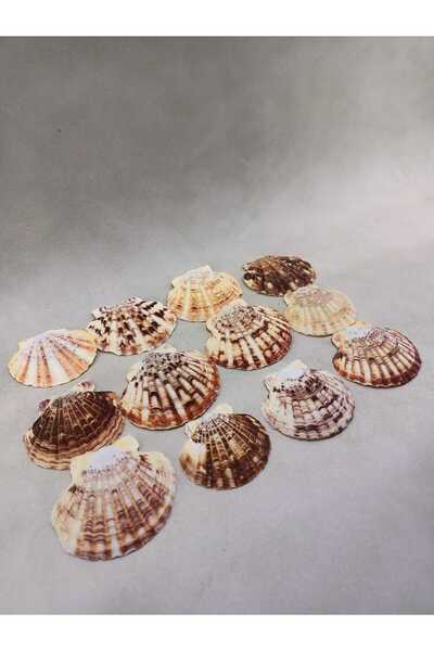 Royall Craft 15 Adet İstiridye Deniz Kabuğu – Mascaranses - Büyük Dekor, Hobi...
