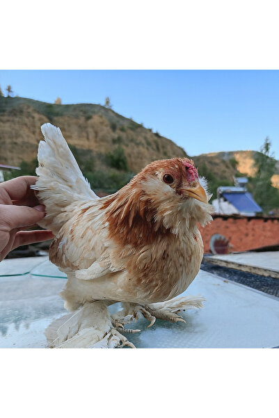 KARACAN SÜS TAVUKLARI VE YUMURTA 12 ADET İSPENÇ KULUÇKALIK YUMURTA