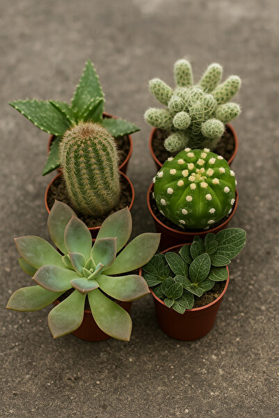 RealPlant 6'lı Kaktüs ve Sukulent Seti