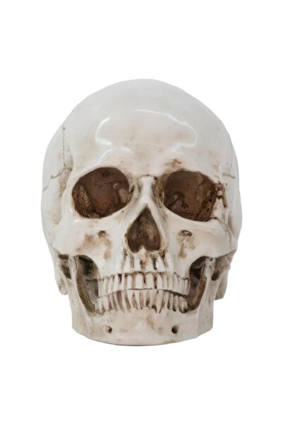 OEM Craniu anatomic 19x14x16 cm cu maxilar mobil, bej deschis, model educațional