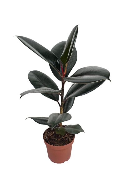 gardenkoala Kauçuk Bitkisi – Ficus elastica ‘Bali' – 12 cm Saksı