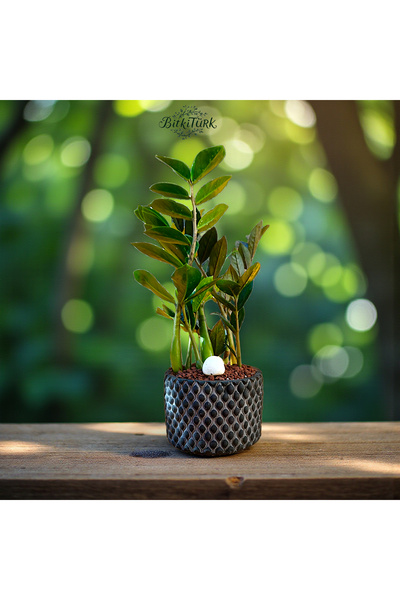 BitkiTÜRK Beton Saksıda İthal Zeze Zamia Bitkisi 40-50cm Salon ofis bitkisi