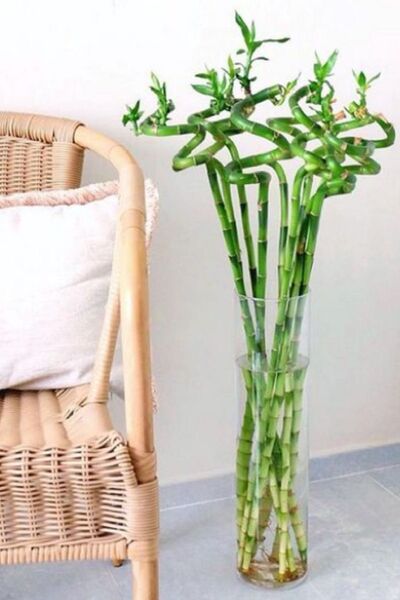 CANBOTANİK Şans Bambusu - Lucky Bamboo 1 Adet Canlı Salon Bitkisi 100 -cm