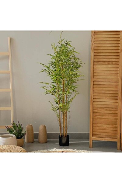 SPR Olive tree (Bamboo Tree)