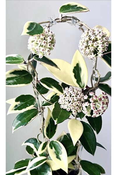 SİMAN BOTANİK Hoya Suet Jade Albomarginata Mum Çiçeği