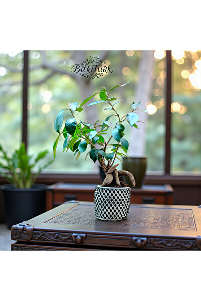 BitkiTÜRK Beton Saksıda İthal Ficus Ginseng Bonsai Salon Ofis Bitkisi