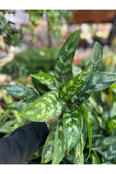 Aglaonema İç Mekan Salon Bitkisi - Çin Herdemyeşili