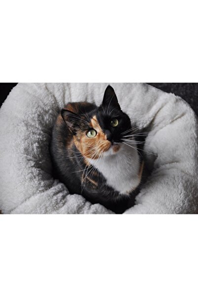 Afp Faux suede bed for cat or small dog