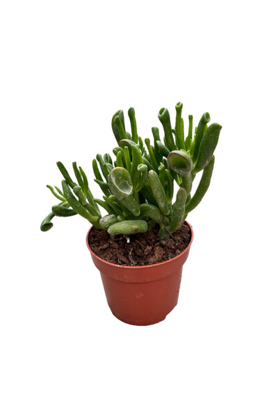 Betonish Crassula Ovata 'Golum' (Sukulent)