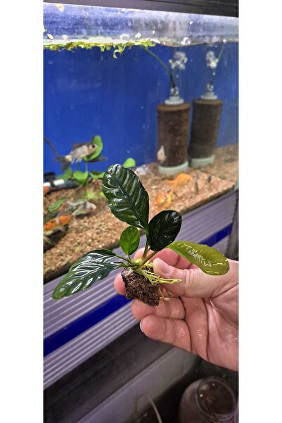 Chosen Co Anubias Coffeefolia (Anubias Barteri var. Coffeefolia) Canlı Akvary...