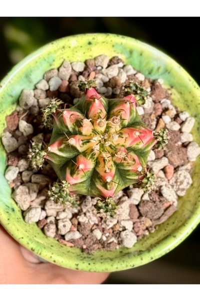Mialys Kaktüs İthal Yavrulu ‘Gymnocalycium M. Variegata’ Koleksiyonluk Tür – Büyük Boy, 8 cm Beyaz Saksıda