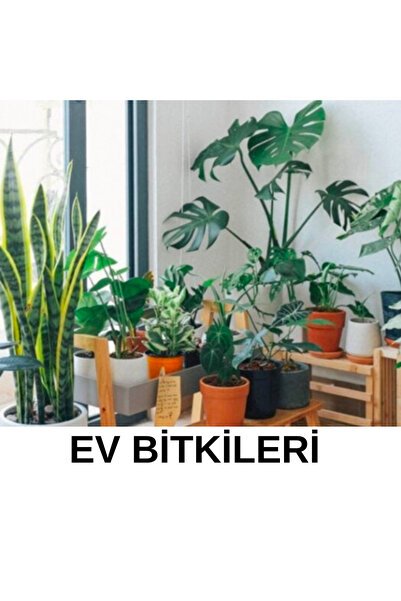 İYİBAHÇE Güçlü Yeşil Yüksek Kalite Sağlam Büyüme Desteği 500 ml Yeşil Yapraklı Bitkiler Besini