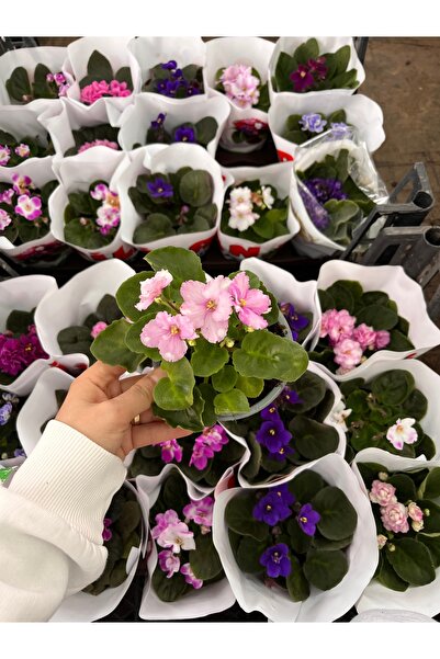 Bitkiihanem Afrika Menekşesi (Saintpaulia)4’lü Set