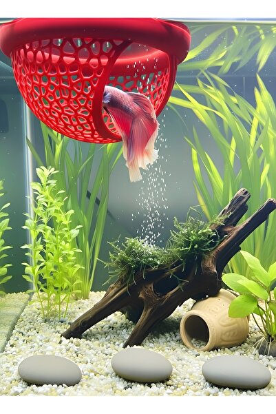 Akvaryum Beta Dinlenme Alanı Beta Yuvası Balık Yavrulugu Balık Yuvası