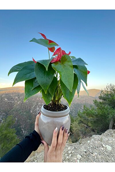 AGAPI Anthurium Turenza- Antoryum Çiçeği