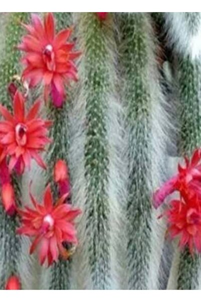 ATABEY ÇİÇEK Turuncu açan maymun kuyruğu fidesi