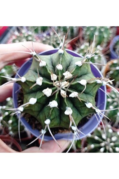 cantropikal Gymnocalycium Mihanovichii – 9 cm. çaplı saksıda - açık yeşil ve ...