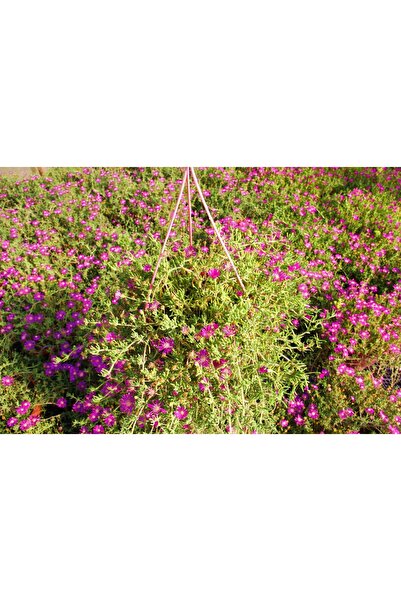 Tunç Botanik ACEM HALISI 3 ADET - ASKILI SAKSIDA HEDİYELİK