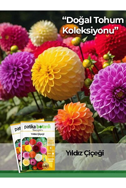 Patika Botanik 30 Adet Yıldız (dahlia) Çiçek Tohumu