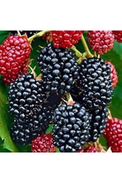 Mimoza Bellaberry Ahududu Fidanı (Raspberry Fidanı)