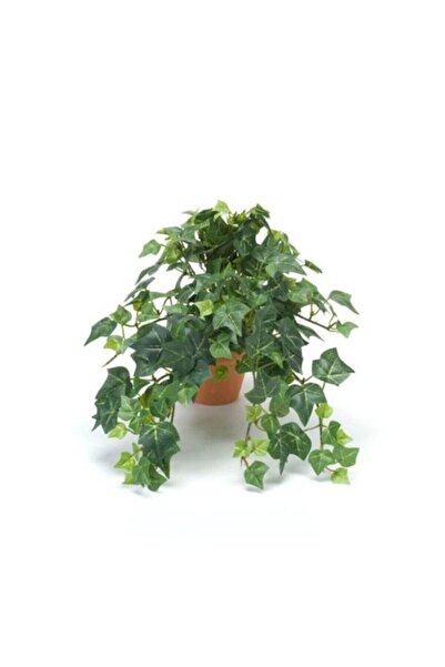 İthal Hedera Helix Sarmaşığı Saksı Ofis Ev ve Balkon Bitkisi