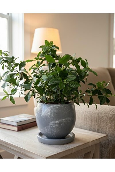 Harmony Modern Büyük Boy Beton Saksı