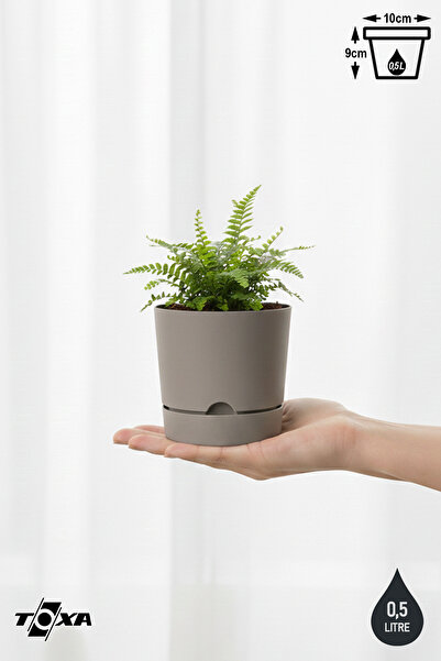 ToXA 0.5 Litre Bej Begonya Saksı Küçük Boy Tabaklı Dekoratif Mat Plastik Saksı