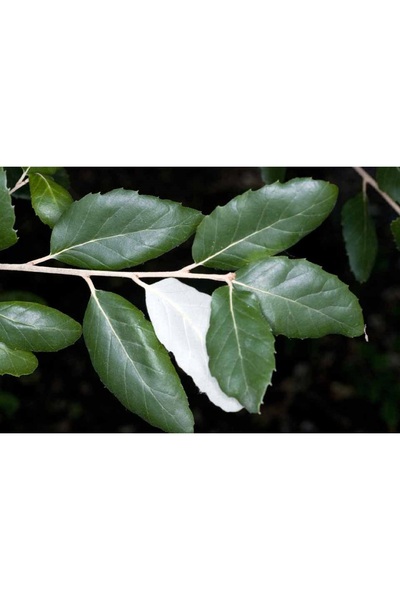 AnkaBahçe Mantar Meşe Ağacı Fidanı