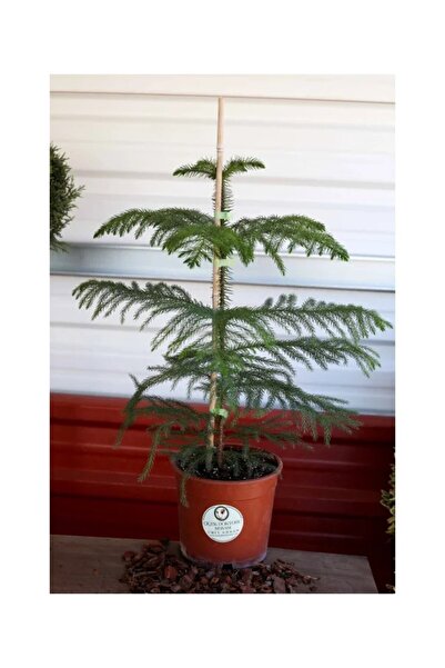 çiçek doktoru orkideleri ümit ersan SALON ÇAMI(ARAUCARIA)