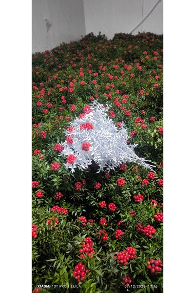 Ayflowers Kokina Çiçeği (beyaz) -Canli Yılbaşı Çiçeği